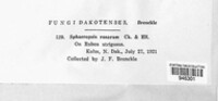 Aplosporella rosarum image